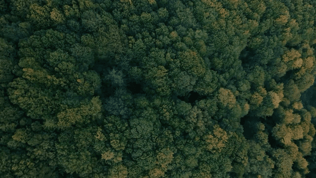 Tät skog sedd rakt uppifrån, grön och på väg in i höstfärgerna